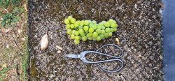 Weinlese 2023 001