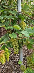 Weinlese 2023 003