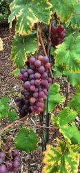 Weinlese 2023 004