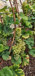 Weinlese 2023 005