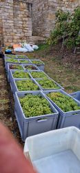 Weinlese 2023 012