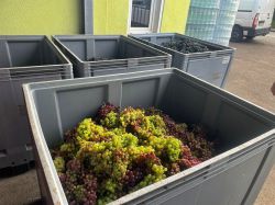 Weinlese 2023 016