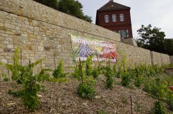 Weinterrassen 016