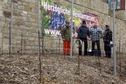 Weinterrassen 019