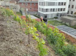 Weinterrassen 035