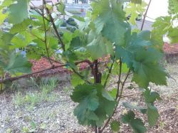 Weinterrassen 041